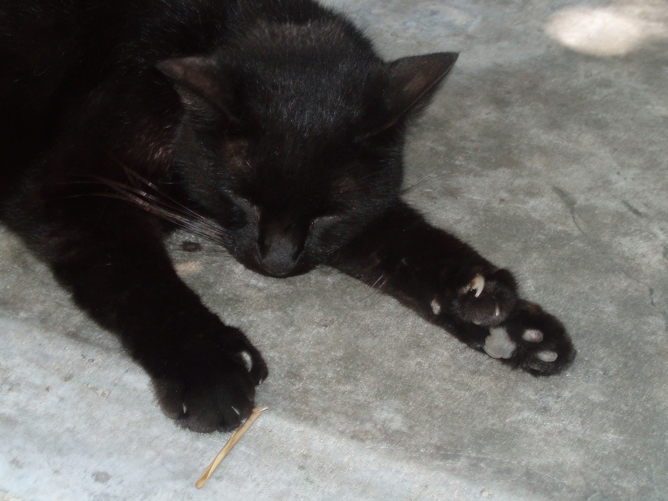 The Ernest Hemingway Home and Museum is home to approximately 40-50 polydactyl (six-toed) cats. Cats normally have five front toes and four back toes. About half of the cats at the museum have the physical polydactyl trait but they all carry the polydactyl gene in their DNA, which means that the ones that have 4 and 5 toes can still mother or father six-toed kittens. Most cats have extra toes on their front feet and sometimes on their back feet as well. Sometimes it looks as if they are wearing mittens because they appear to have a thumb on their paw.